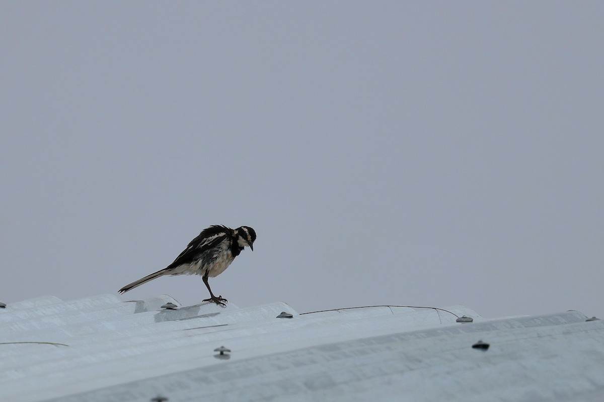 Alaca Kuyruksallayan - ML644586131