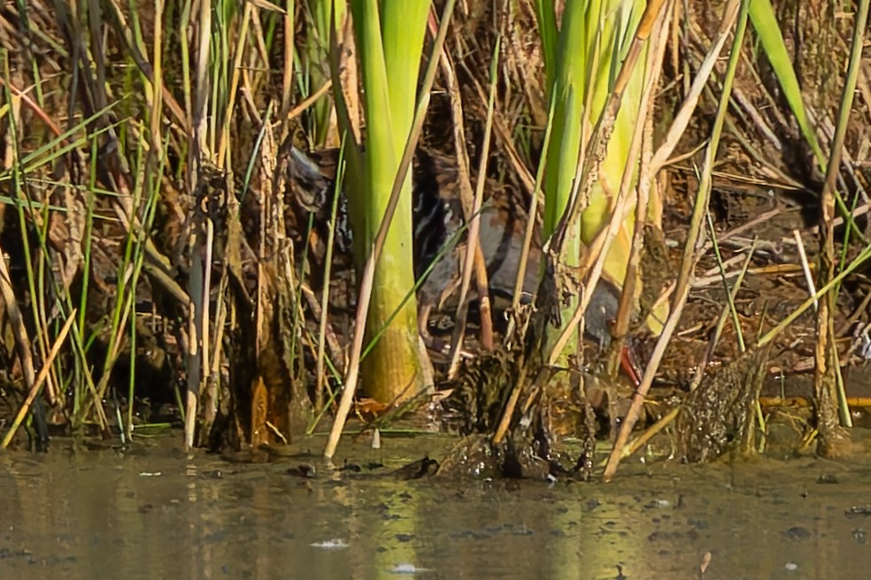 Sukılavuzu - ML644586132