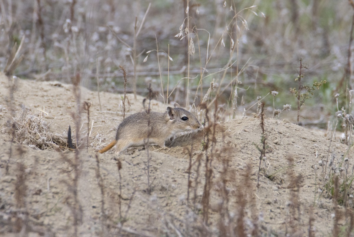 Libyan Jird - ML644586134