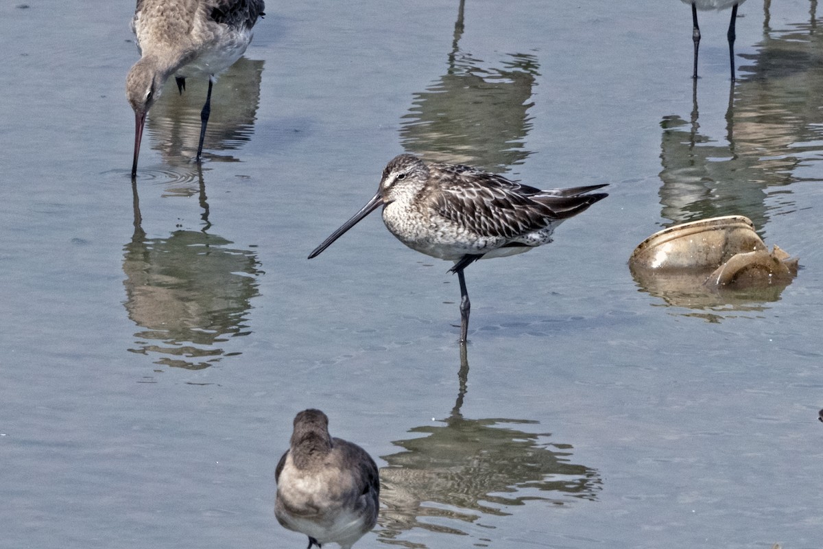 Asya Ak Sırtlı Suçulluğu - ML644586135