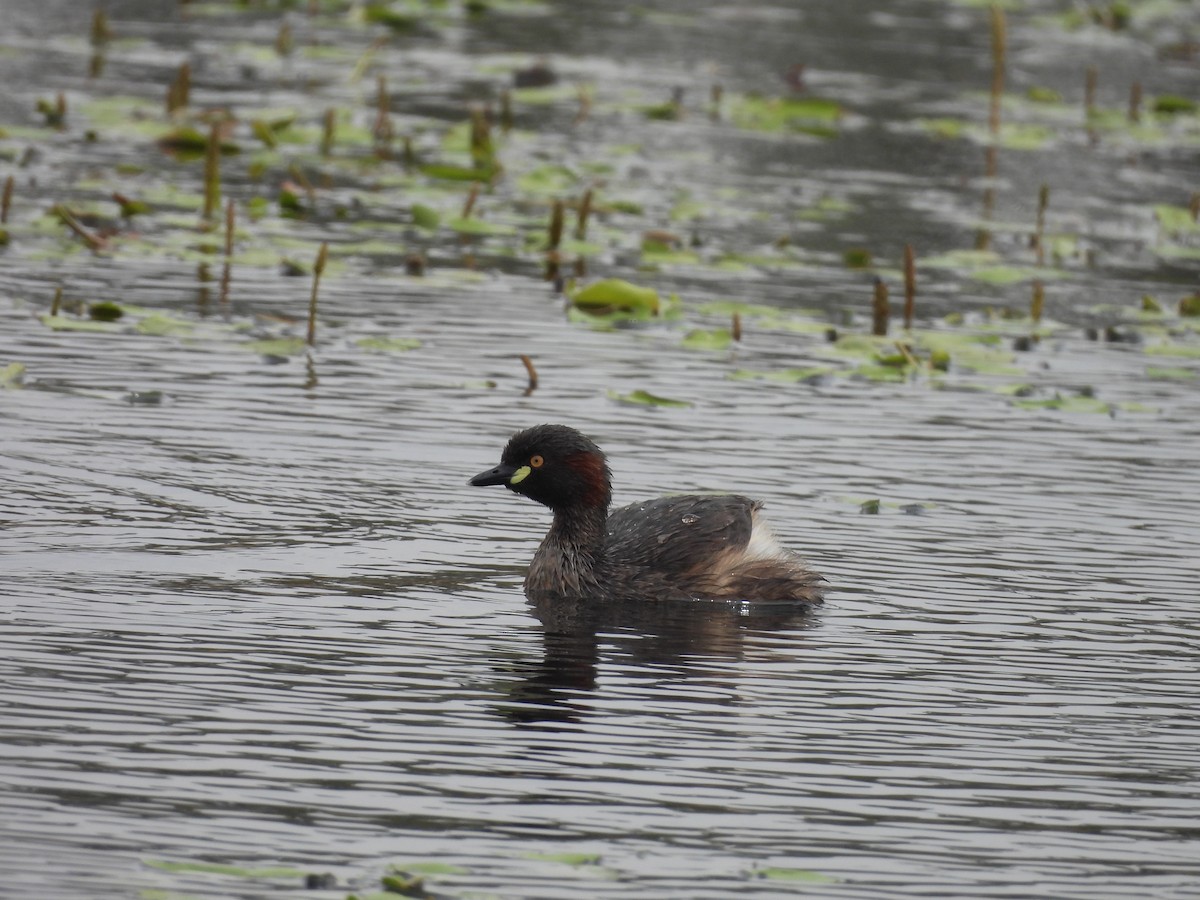 Австралийская поганка - ML644586138
