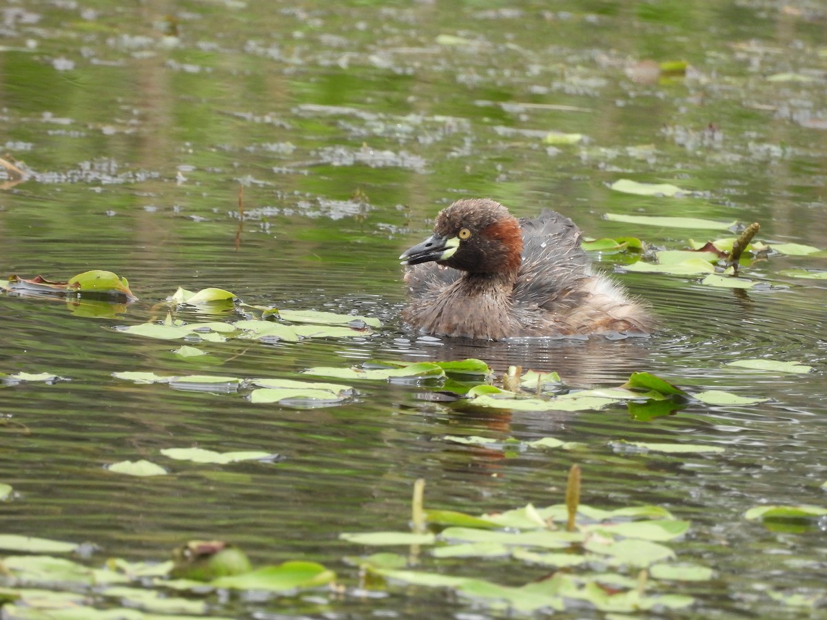 Австралийская поганка - ML644586139