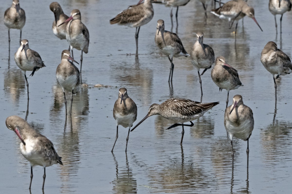 Asya Ak Sırtlı Suçulluğu - ML644586140