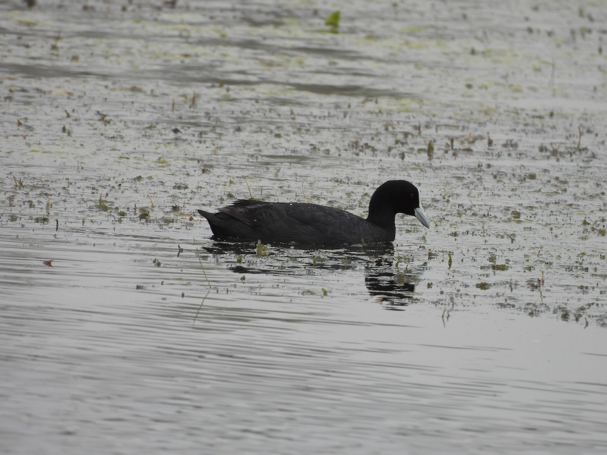 Халзан түнжүүр - ML644586142