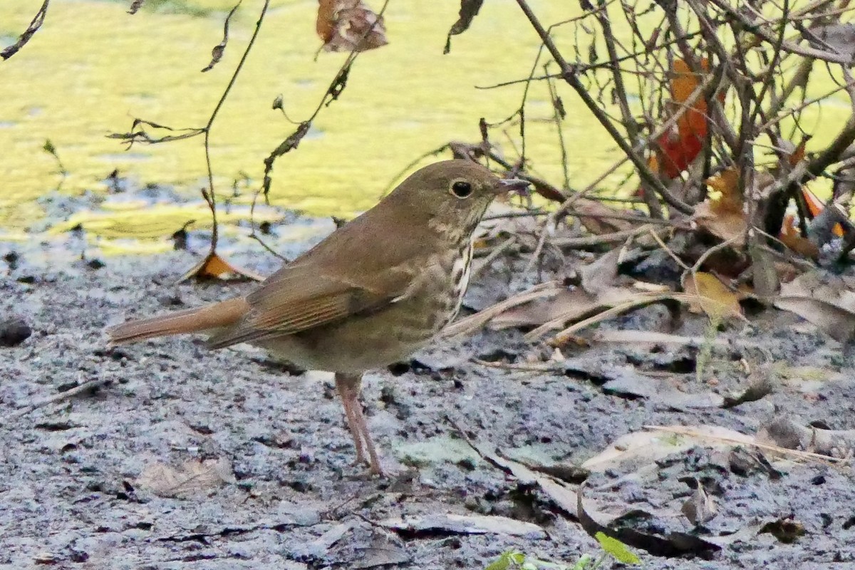 Münzevi Bülbül Ardıcı - ML644586143