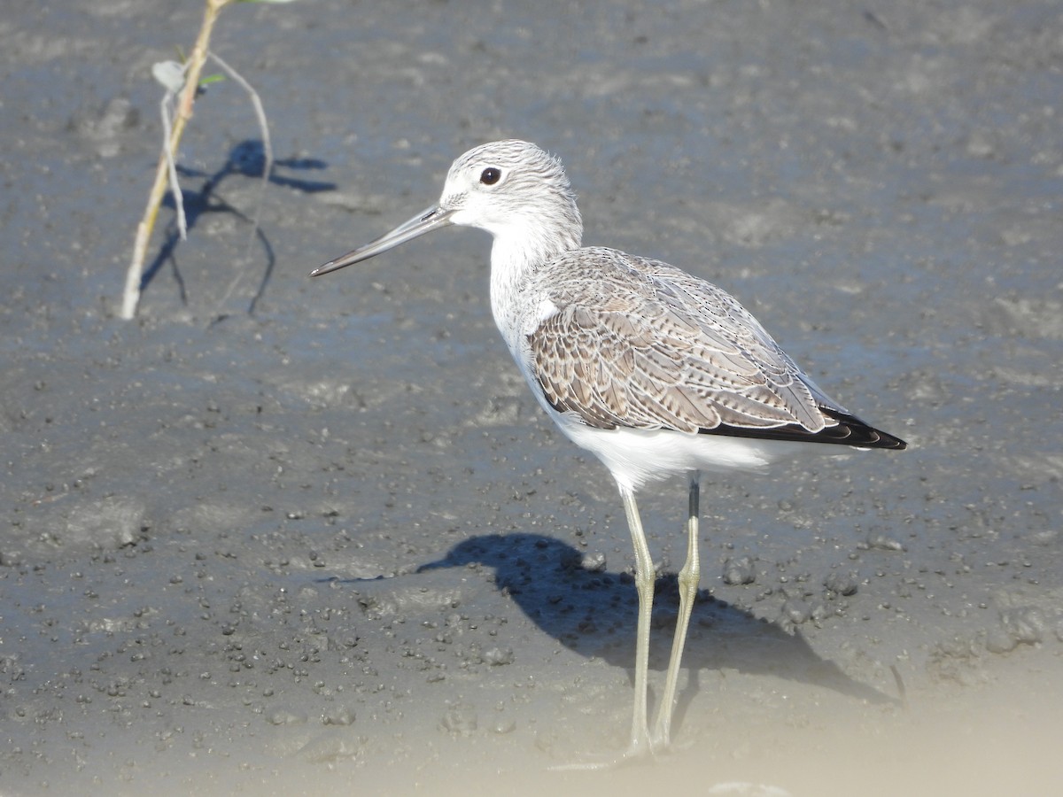 Yeşilbacak - ML644586145