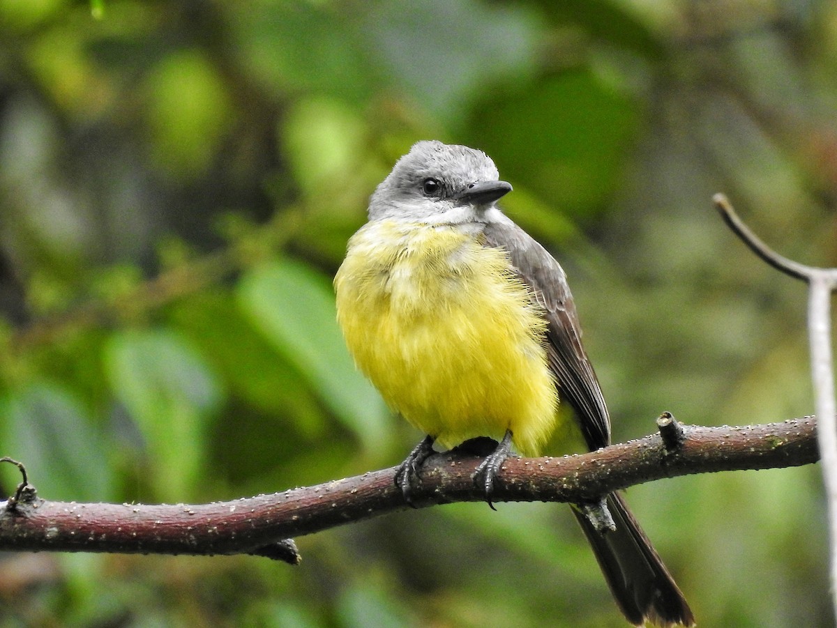 Tropikal Tiran - ML644586147