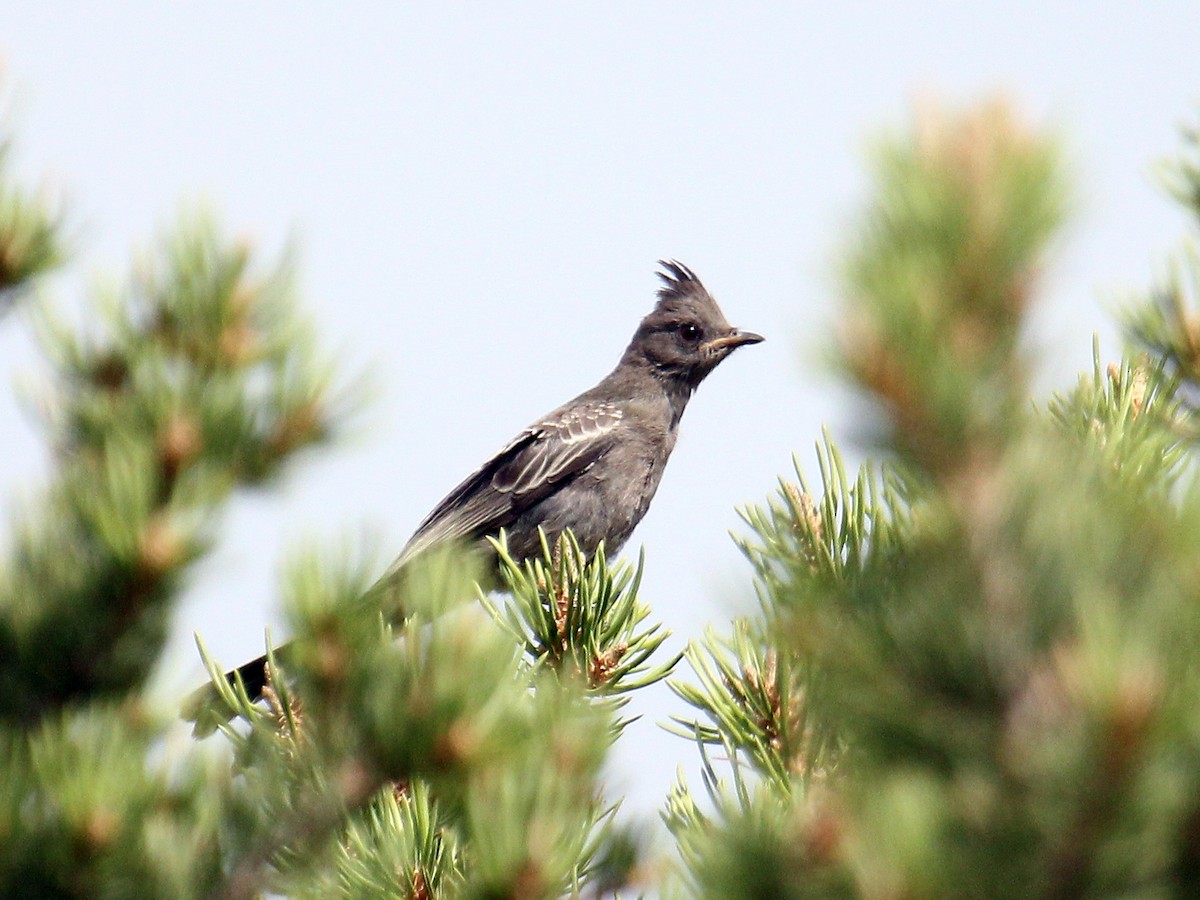 Kara Faynopepla - ML644586148