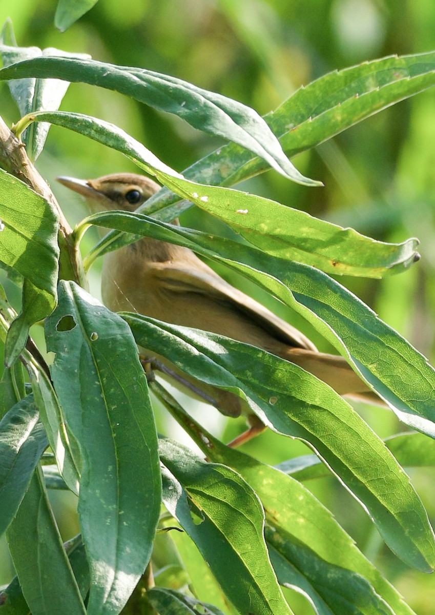 Mançurya Kamışçını - ML644586149