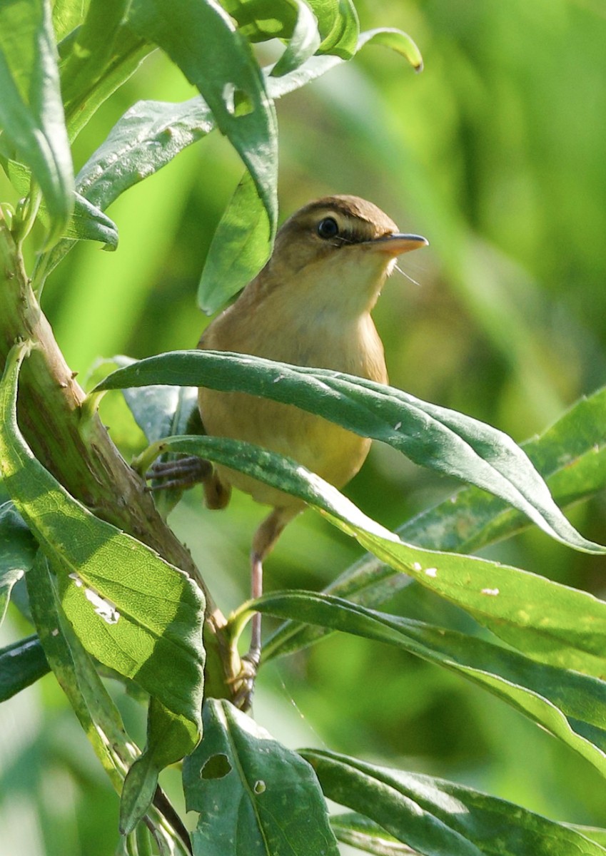 Mançurya Kamışçını - ML644586150