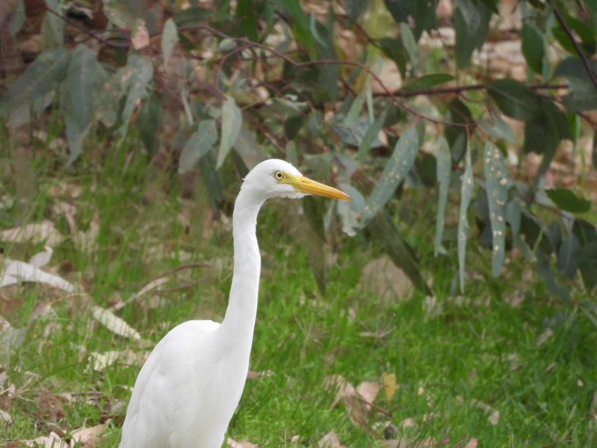 Plumed Egret - ML644586151