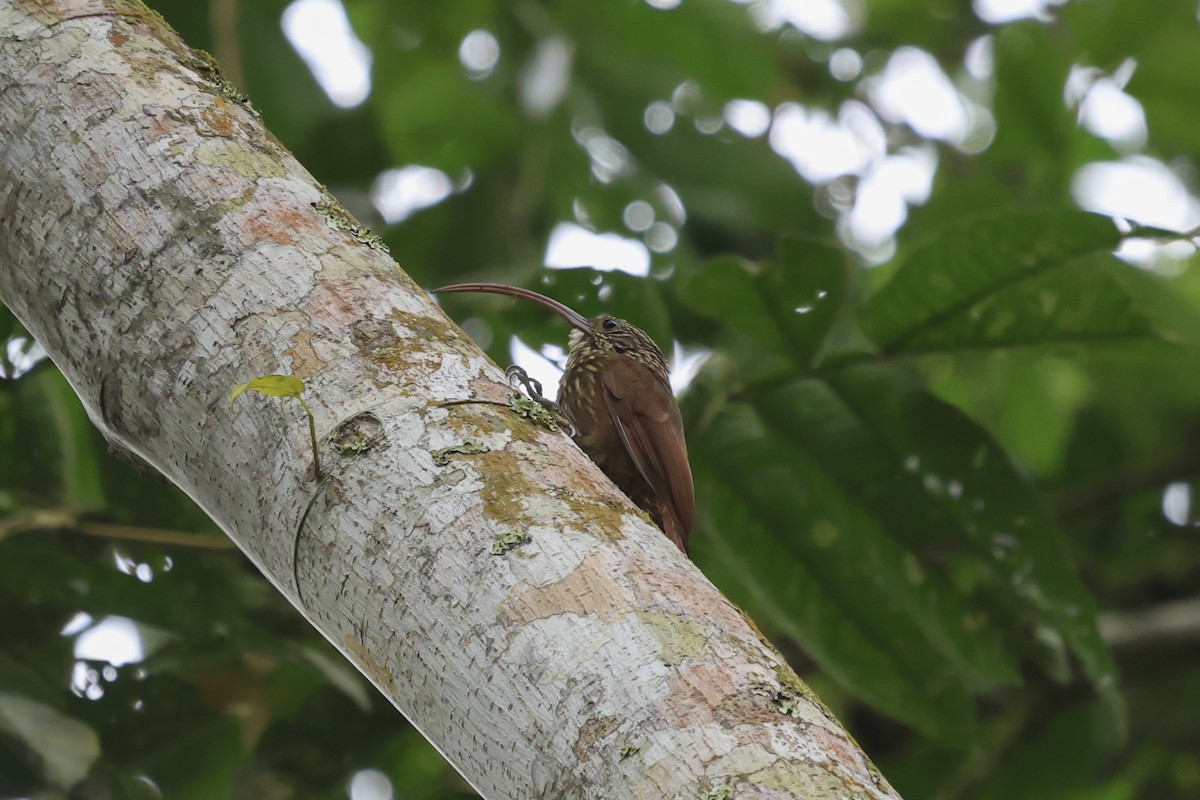 Kırmızı Gagalı Tırpangaga - ML644586152