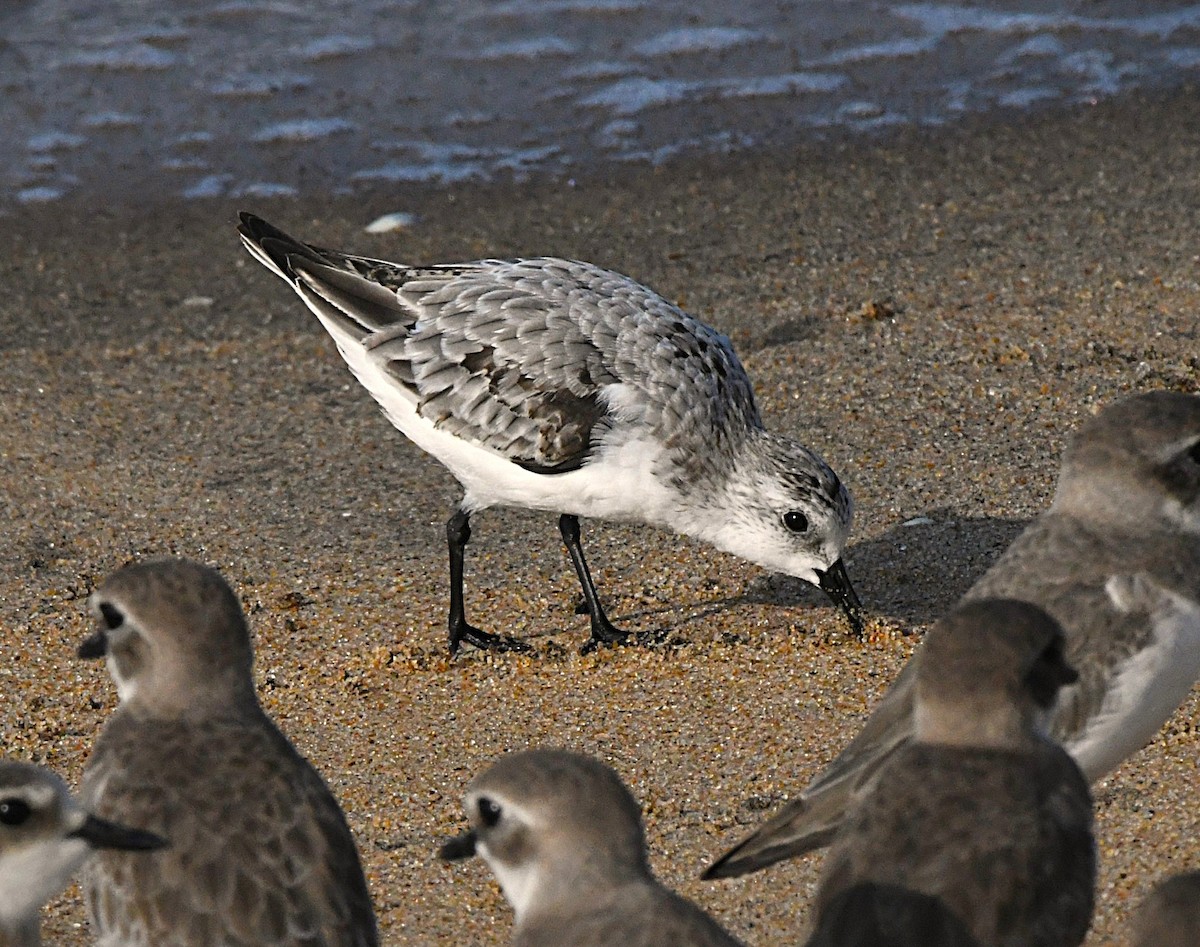 Ak Kumkuşu - ML644586153