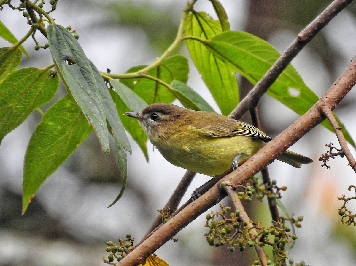 Kahverengi Vireo - ML644586154