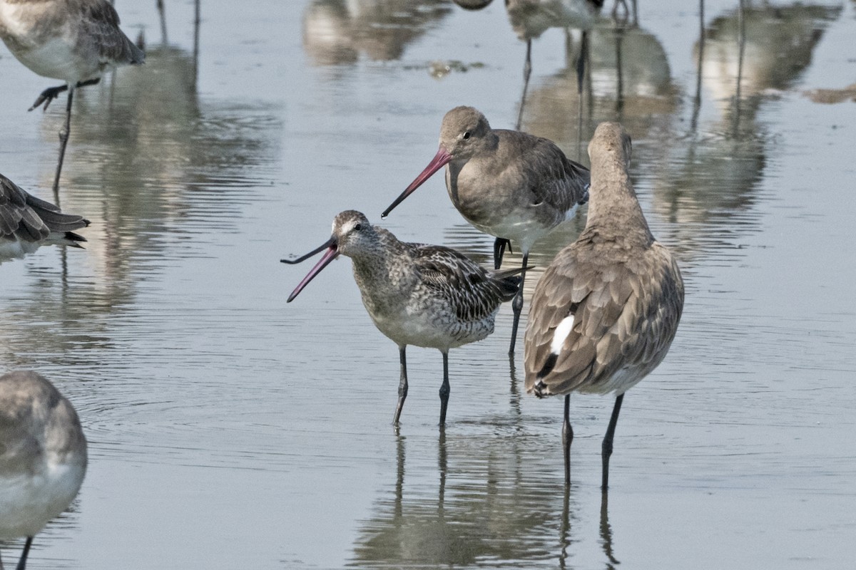 Asya Ak Sırtlı Suçulluğu - ML644586156