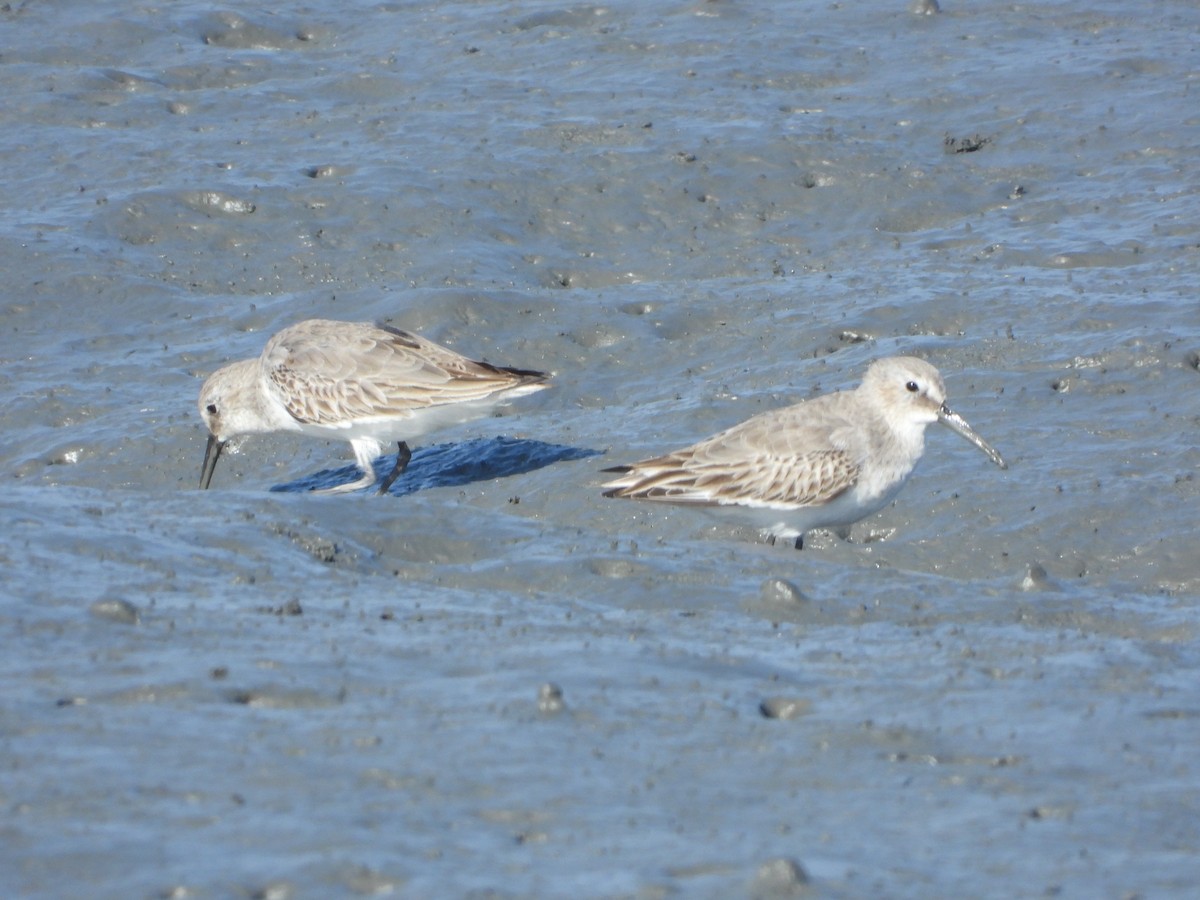 Dunlin - ML644586157