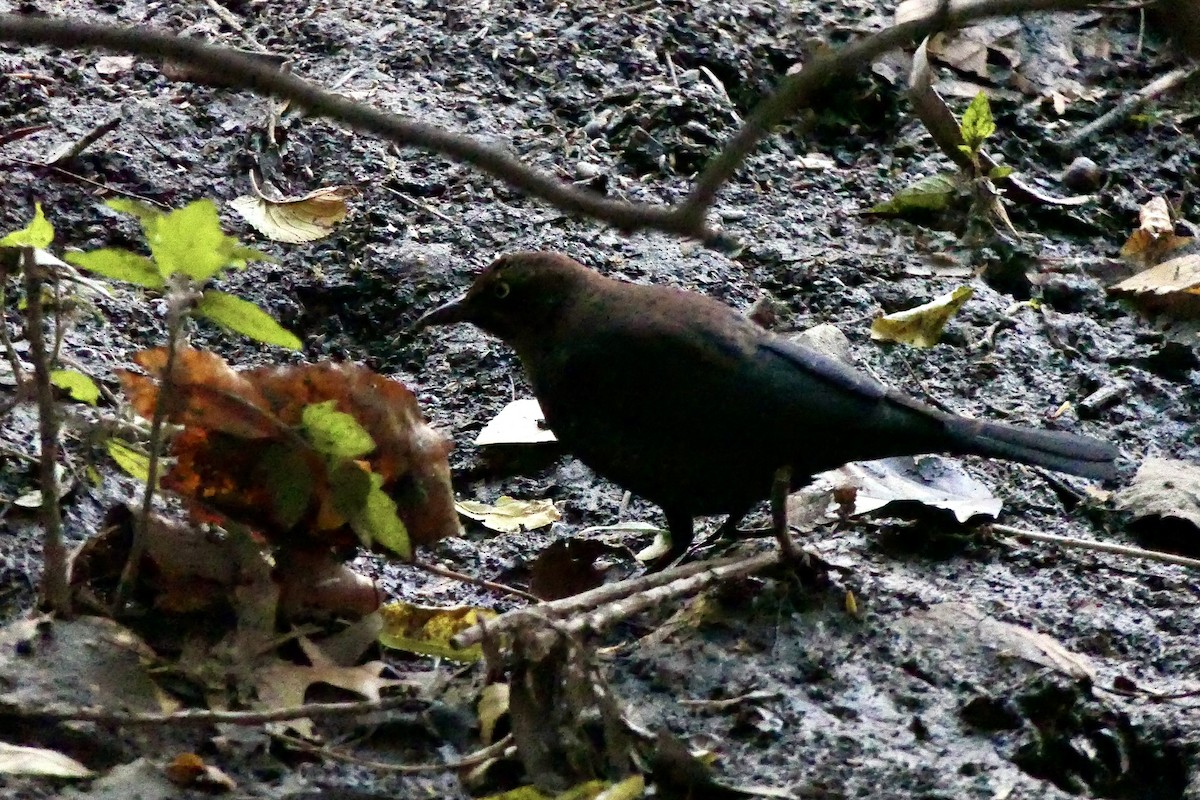 Pas Rengi Karatavuk - ML644586158