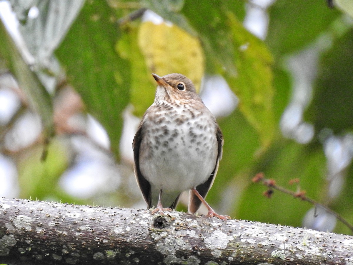 Bülbül Ardıcı - ML644586161