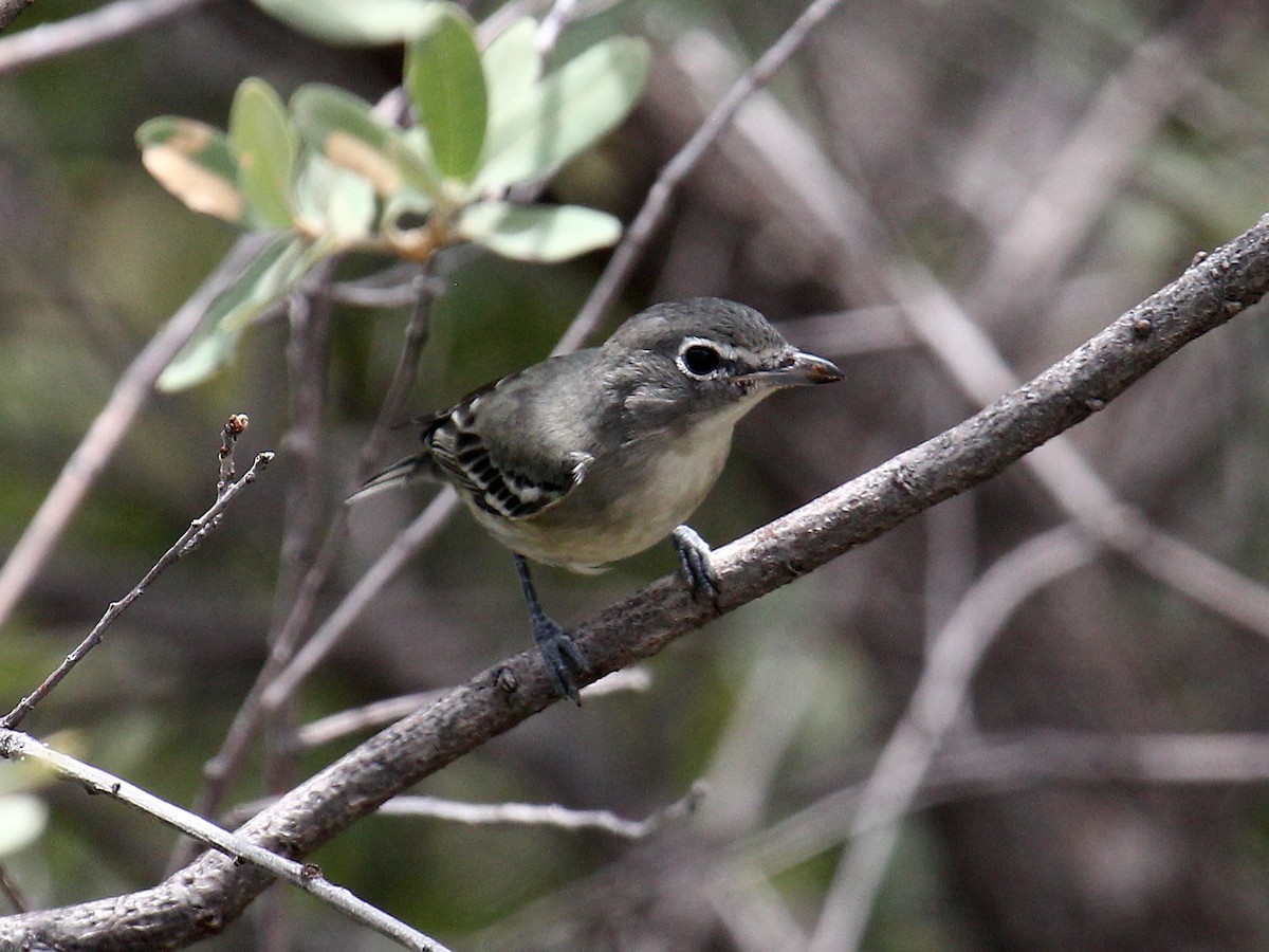 Kurşuni Vireo - ML644586162