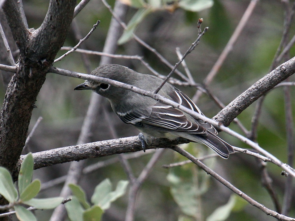 Kurşuni Vireo - ML644586164