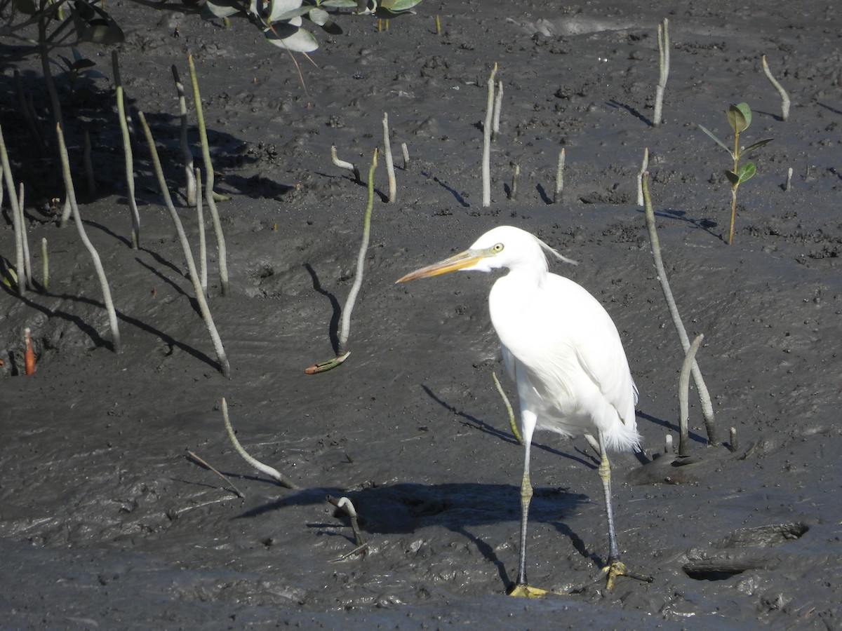 Chinese Egret - ML644586165