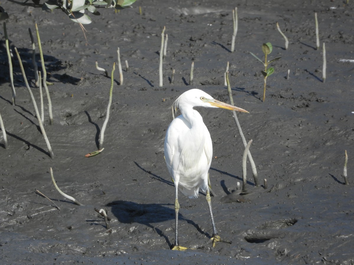 Chinese Egret - ML644586166