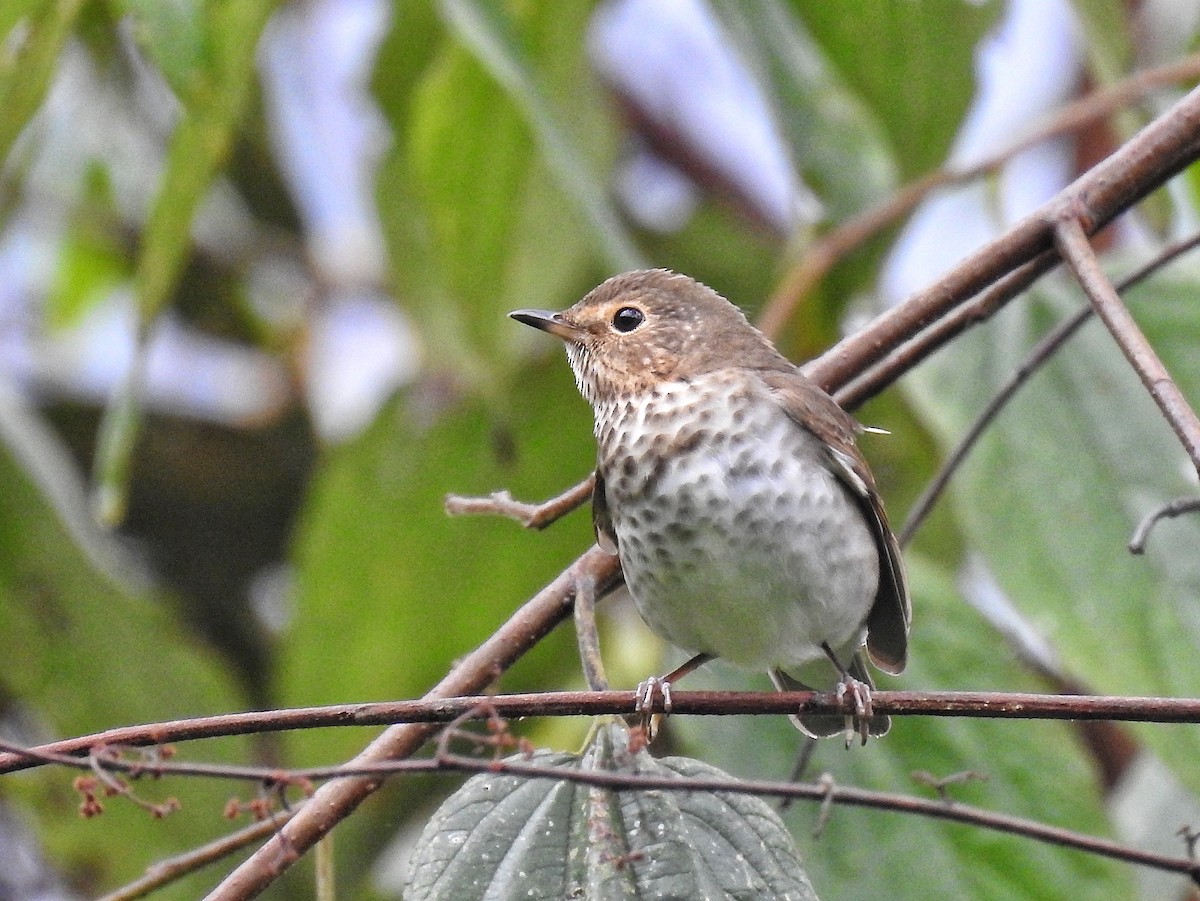 Bülbül Ardıcı - ML644586167