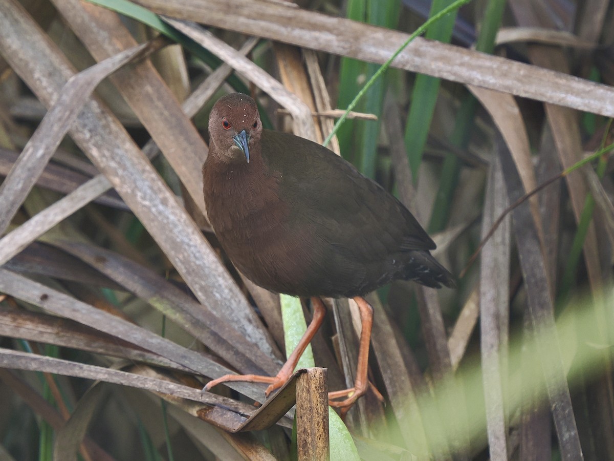 Погонич індійський - ML644586170
