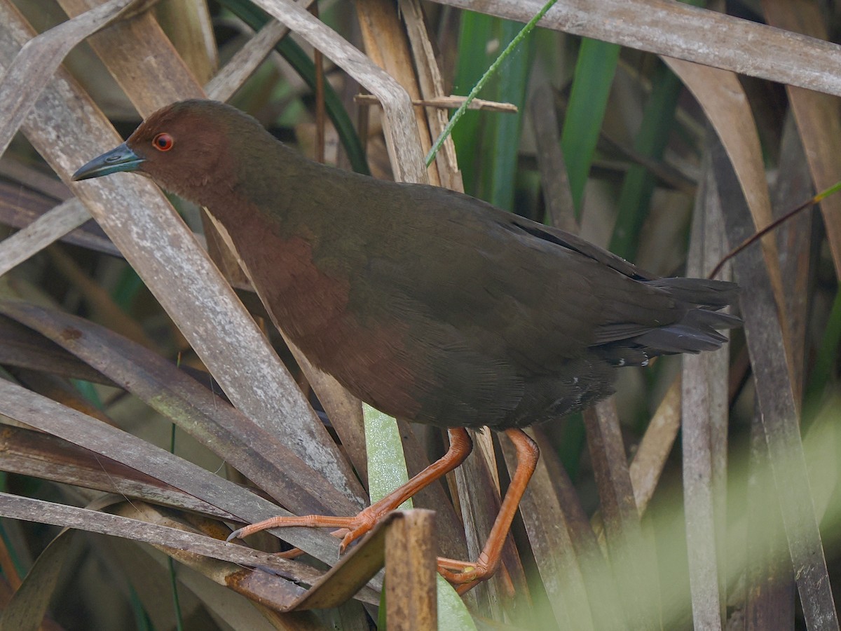 Погонич індійський - ML644586171