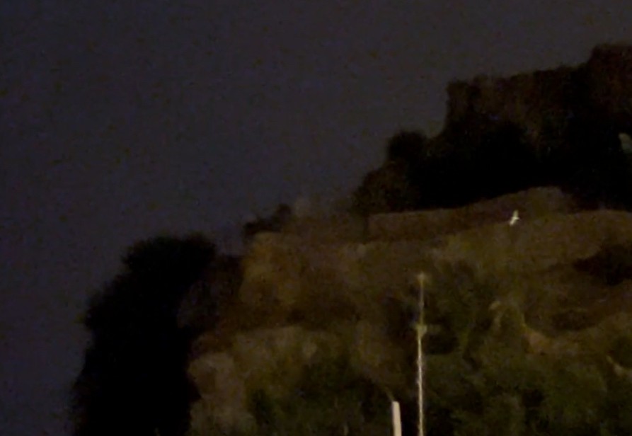 Atlantik Boz Yelkovanı - ML644586172