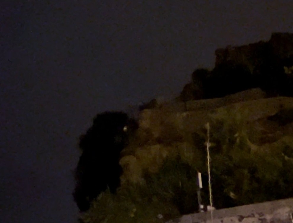 Atlantik Boz Yelkovanı - ML644586174