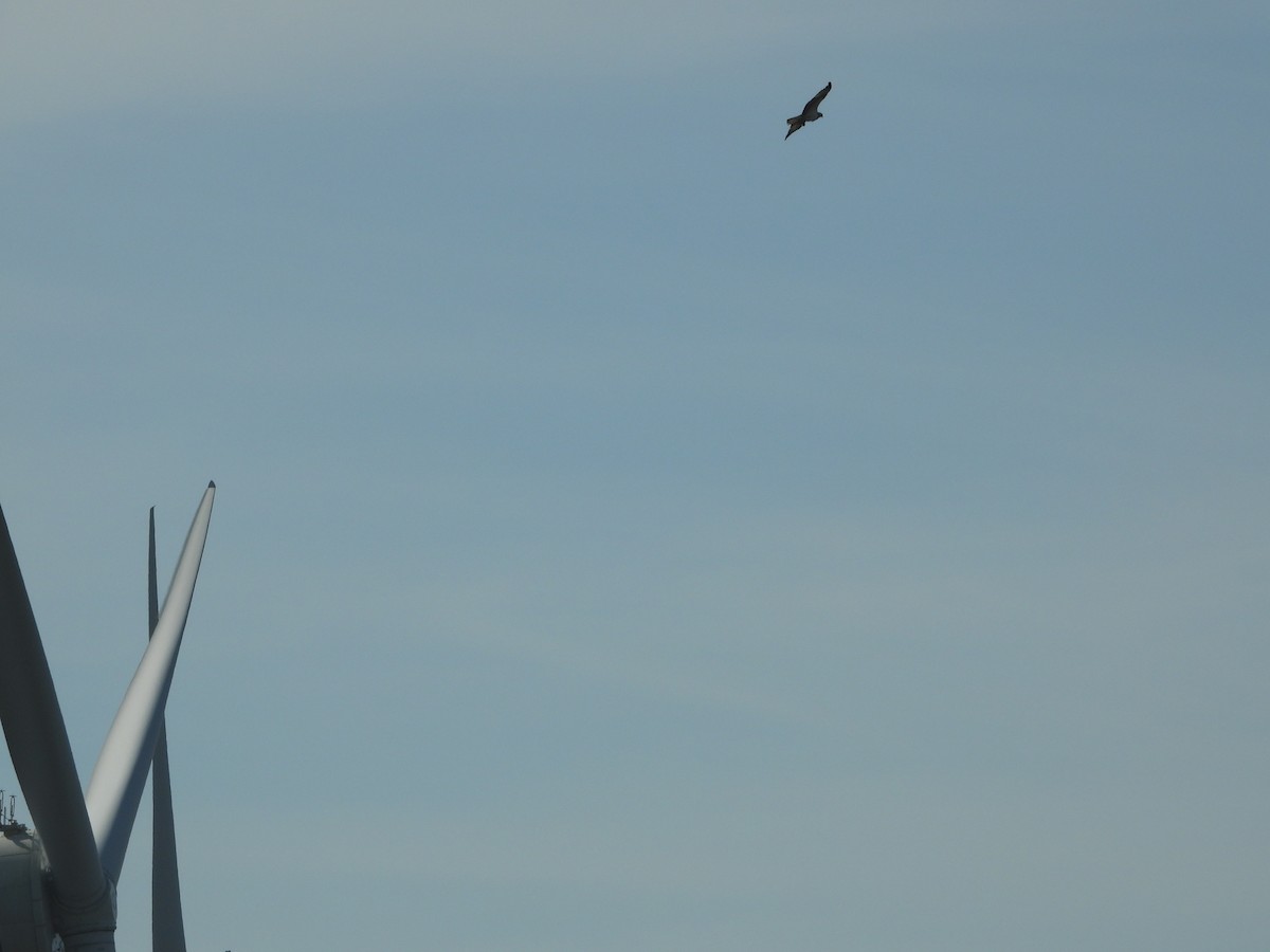 Загасч явлаг - ML644586177