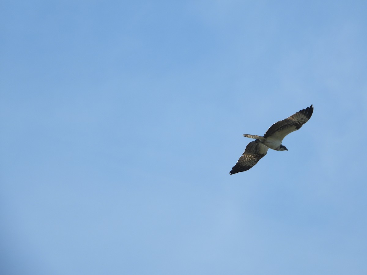 Загасч явлаг - ML644586178