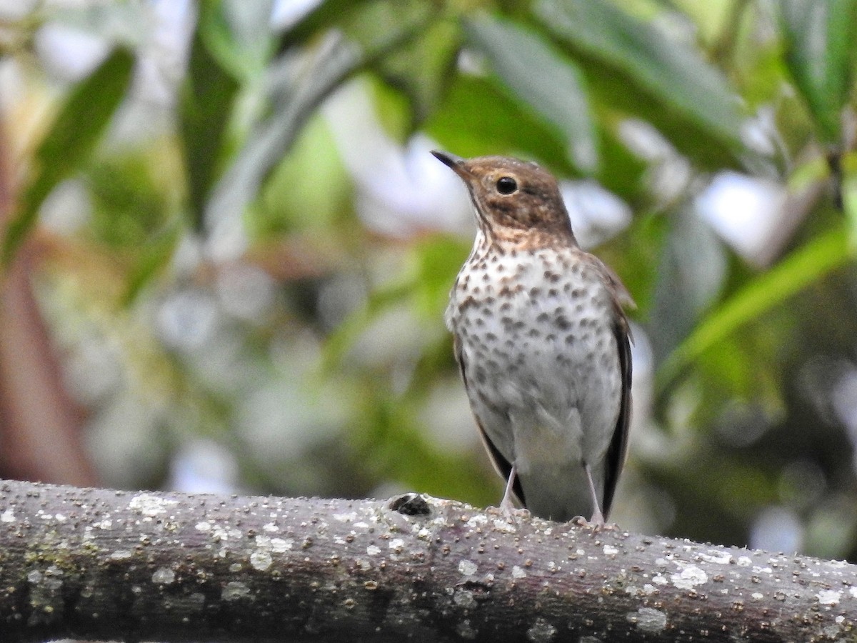 Bülbül Ardıcı - ML644586180