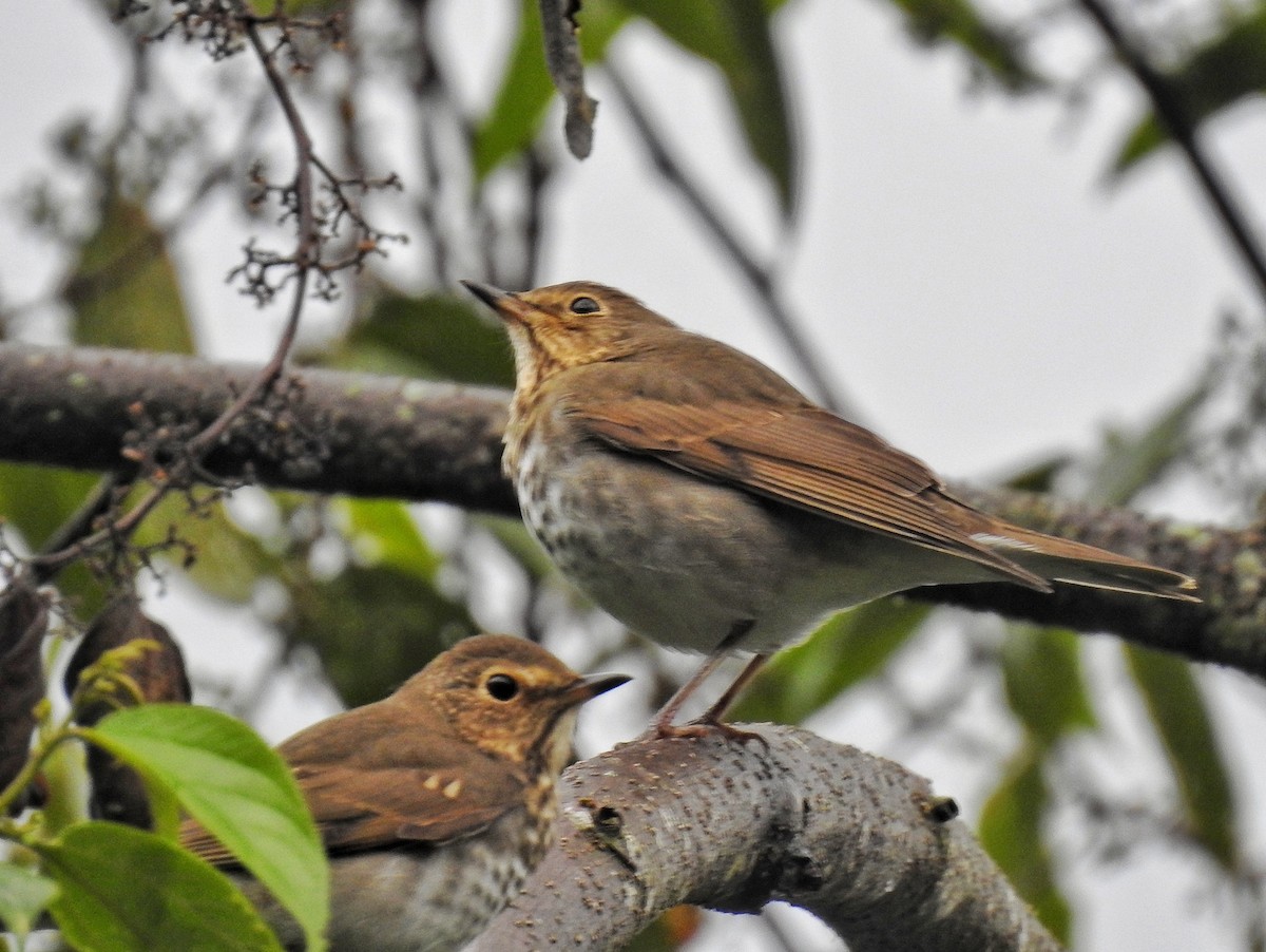 Bülbül Ardıcı - ML644586181