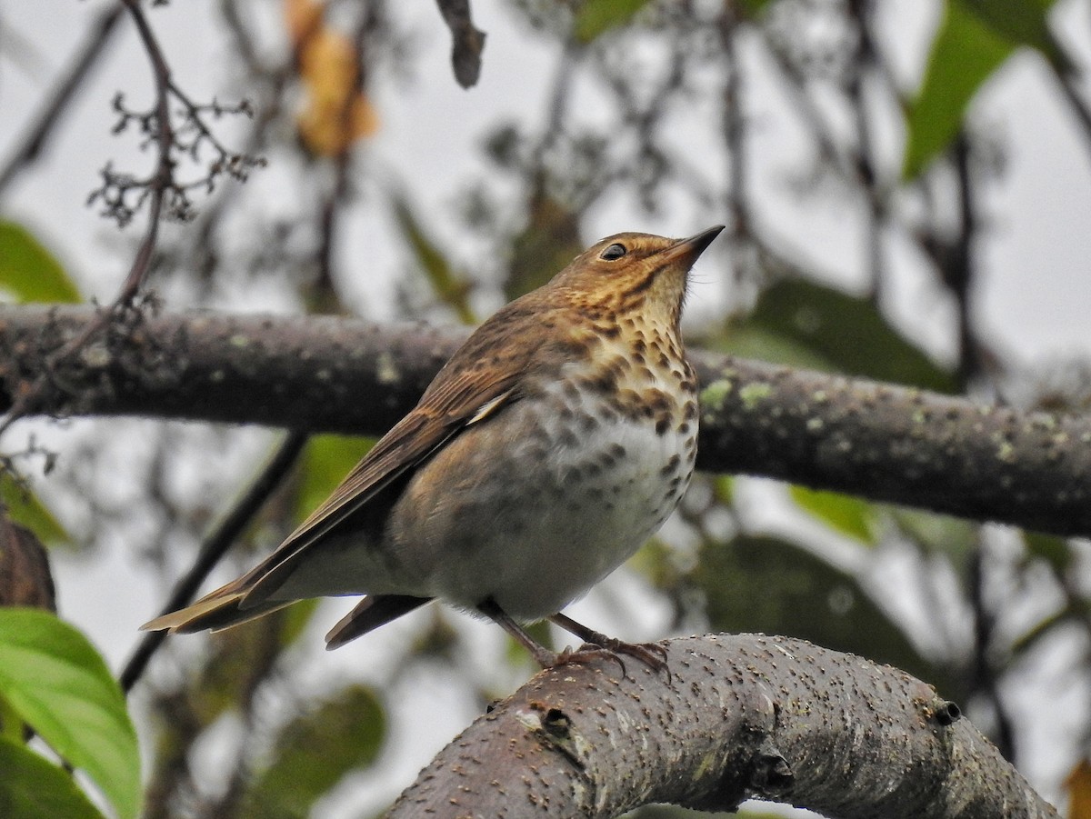 Bülbül Ardıcı - ML644586182