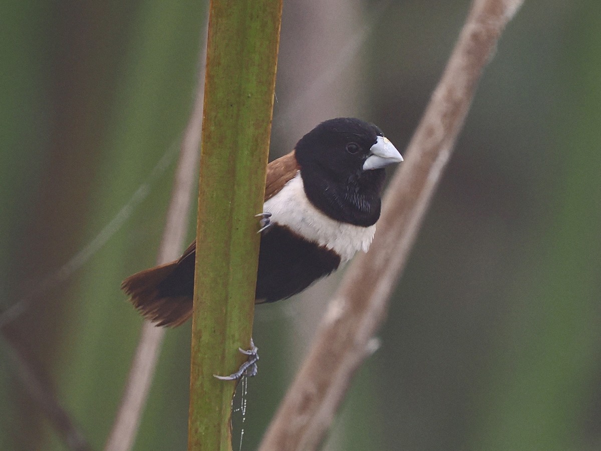 Мунія трибарвна - ML644586184