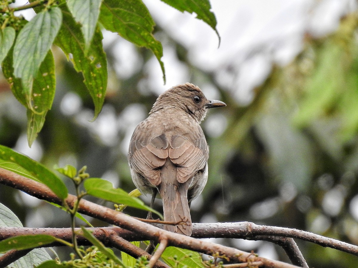 Zorzal Piquinegro - ML644586186