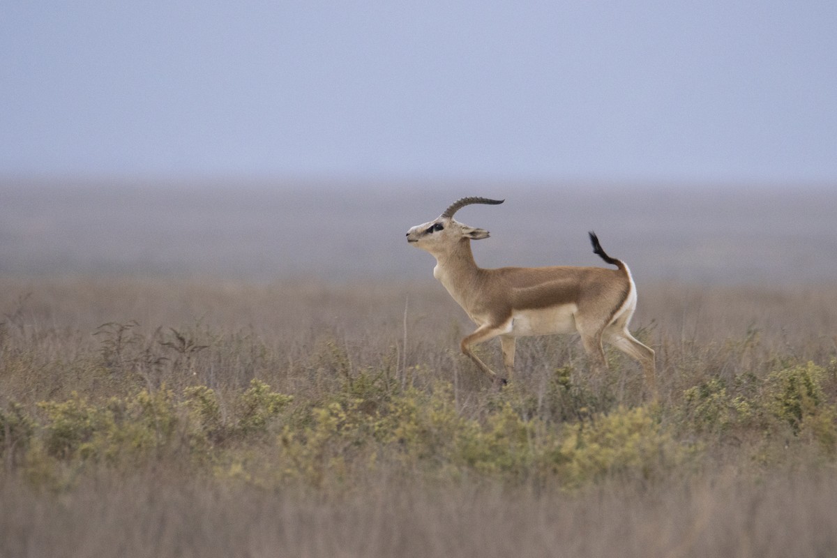 Goitered Gazelle - ML644586188