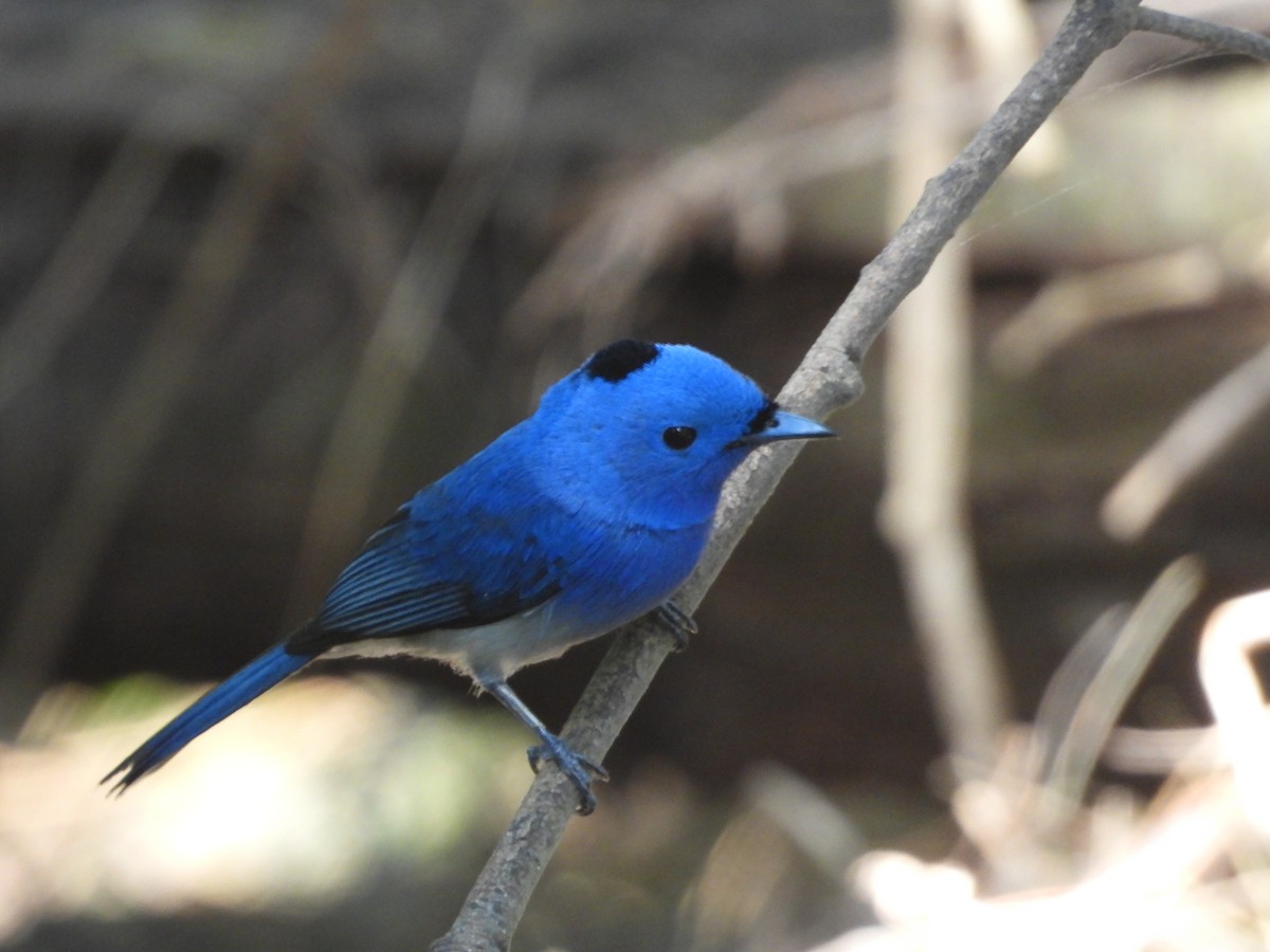Black-naped Monarch - ML644586192