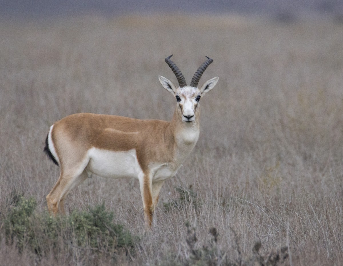 Goitered Gazelle - ML644586194