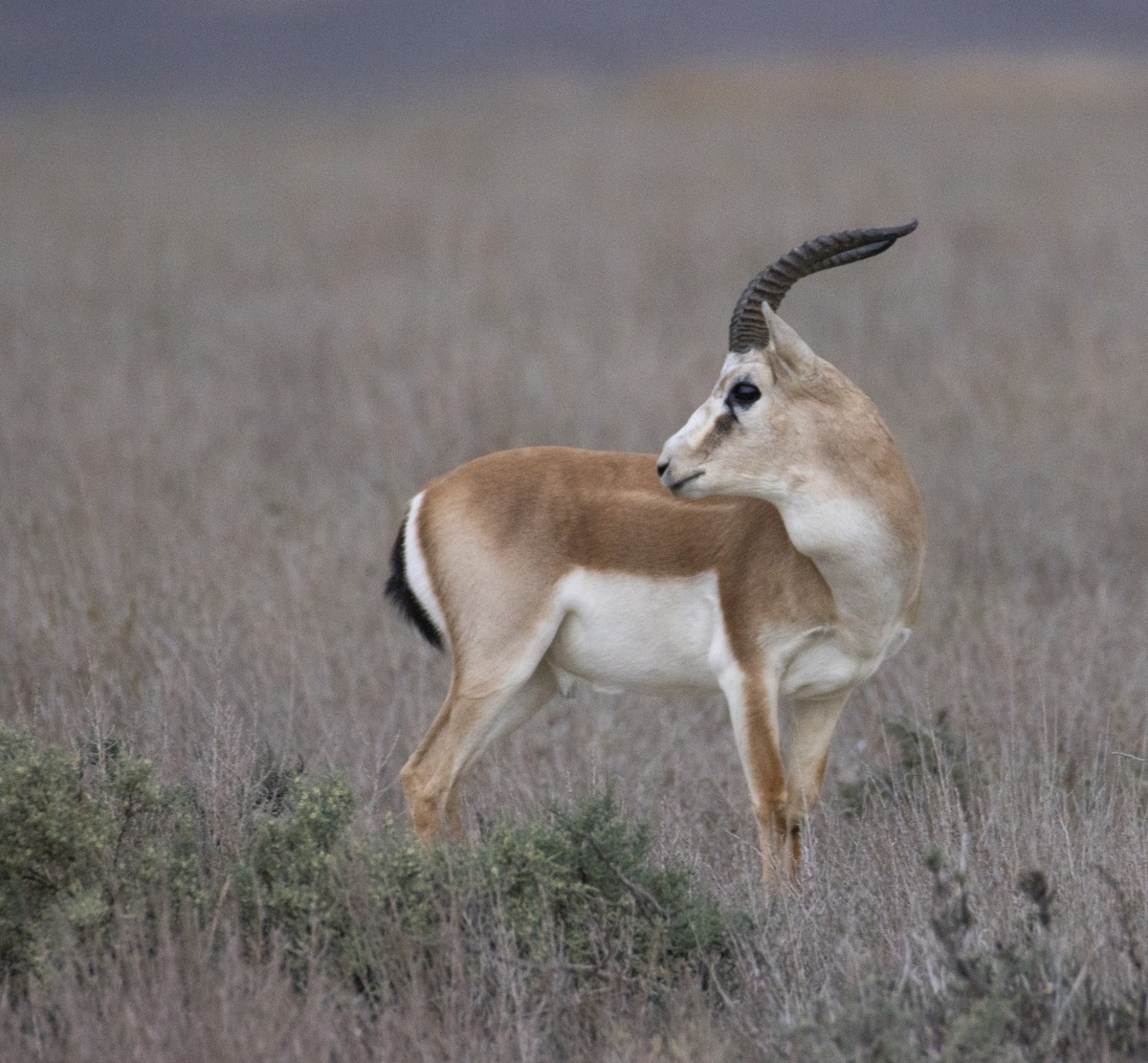 Goitered Gazelle - ML644586201