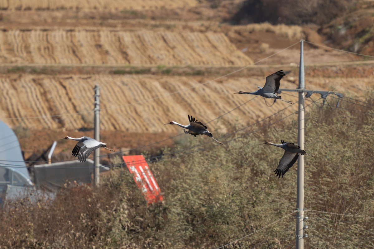 jeřáb červenolící - ML644586203