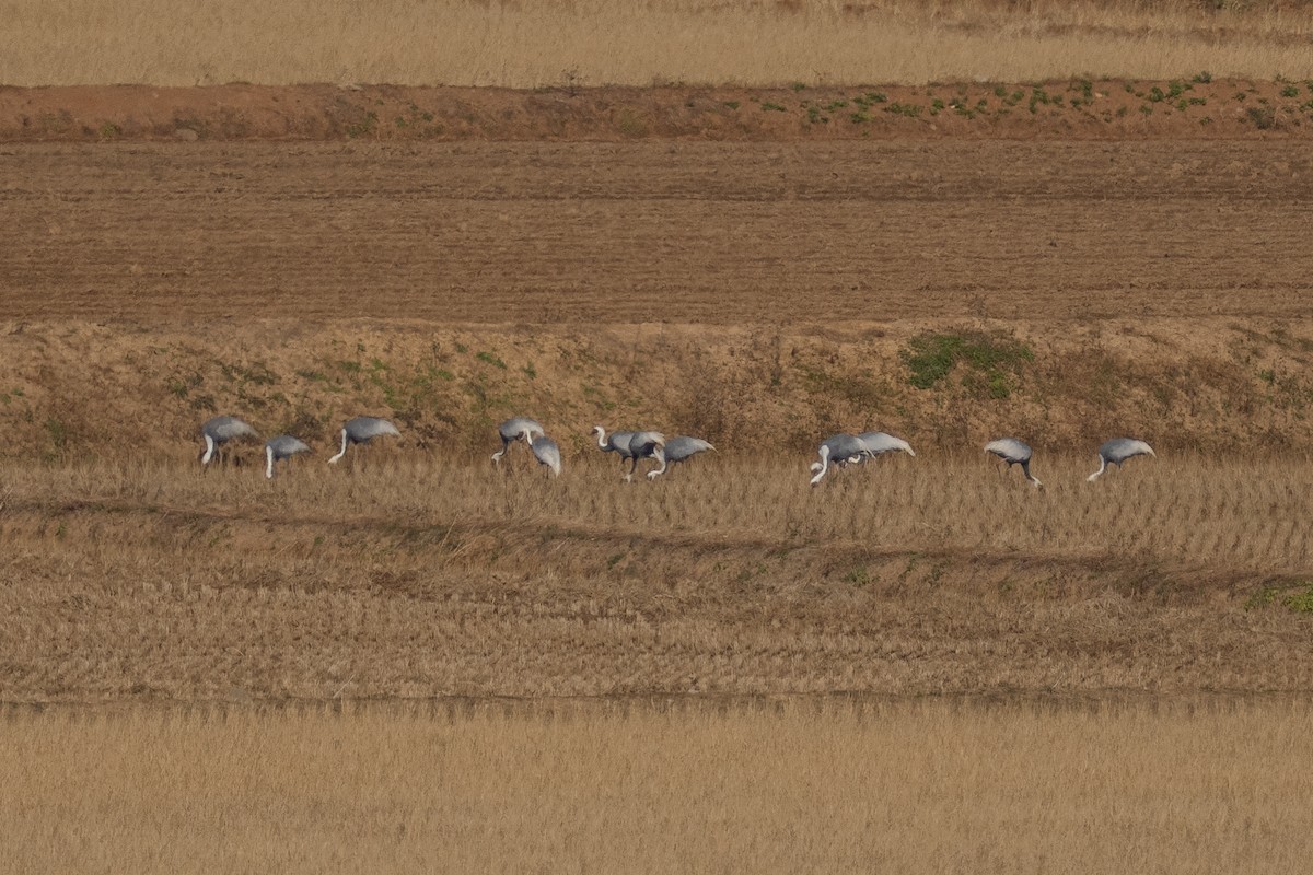 jeřáb červenolící - ML644586205