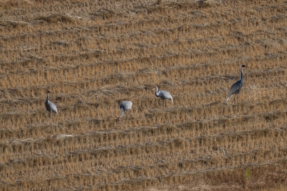 jeřáb červenolící - ML644586206