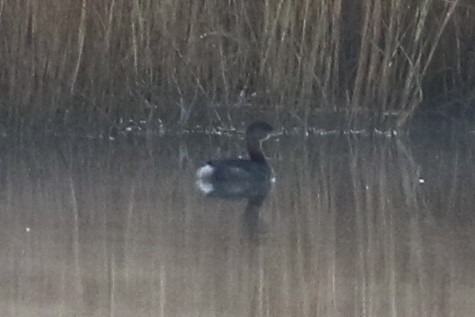 Kalın Gagalı Batağan - ML644586207