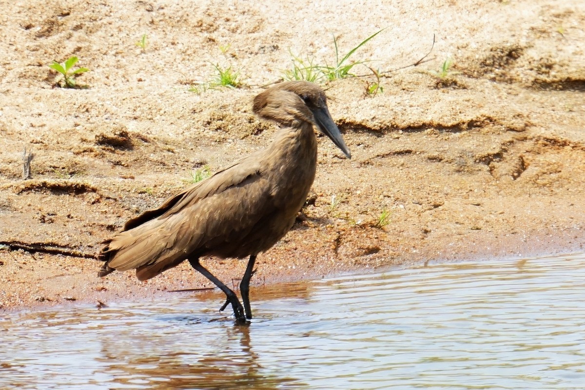 Hamerkop - ML644586208