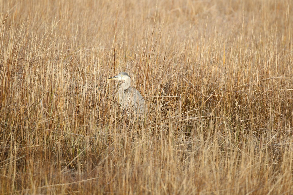 Amerika Gri Balıkçılı - ML644586213