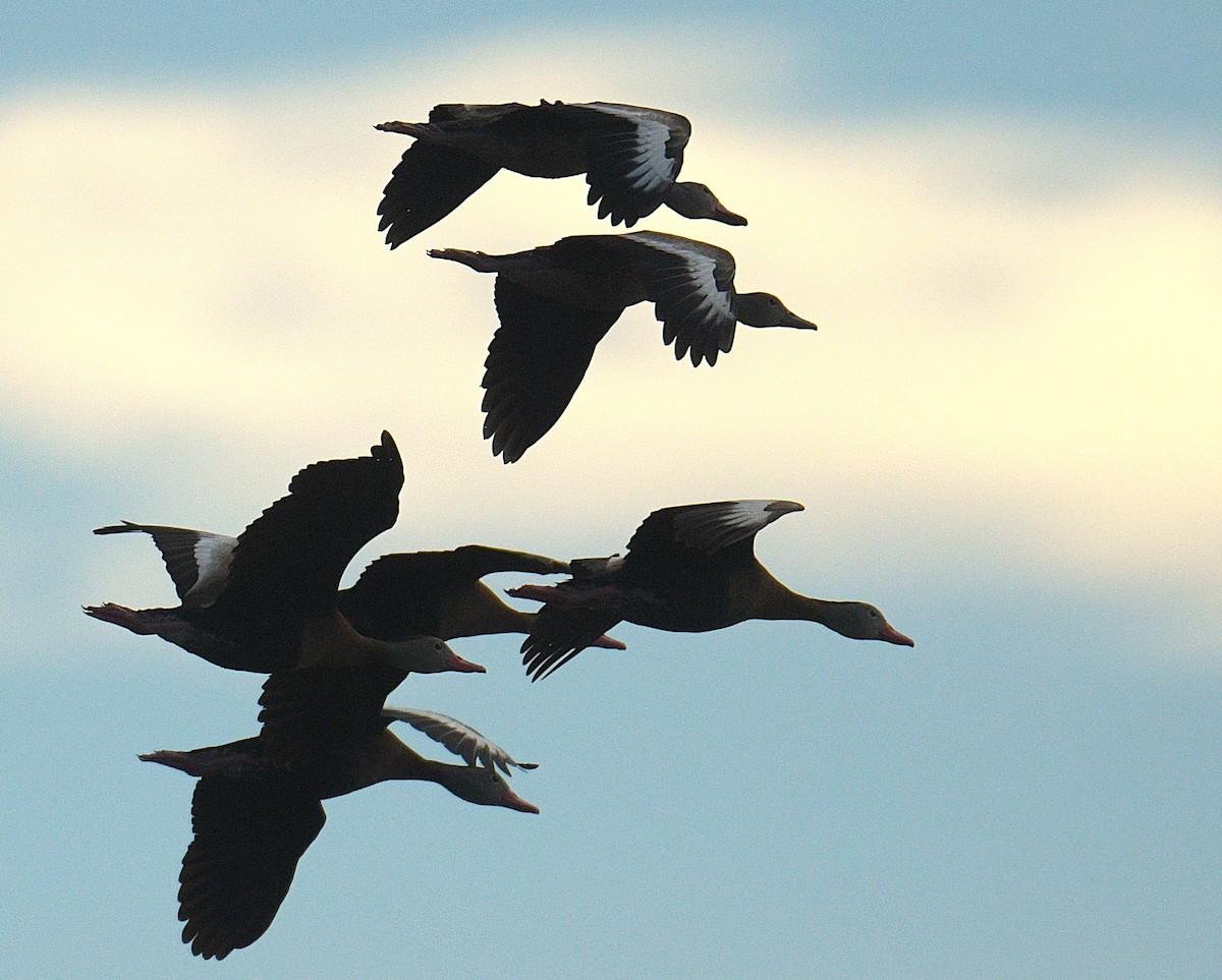 Black-bellied Whistling-Duck - ML644586215