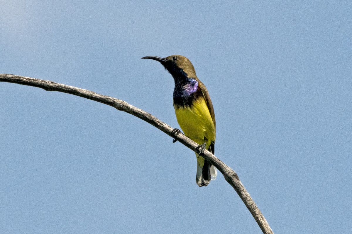 Ornate Sunbird (Ornate) - ML644586220